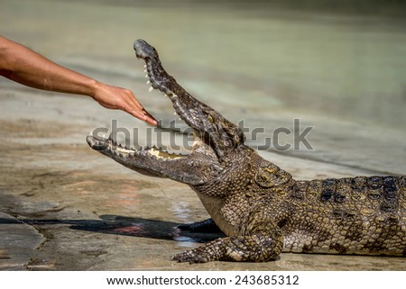 The crocodile show in Thailand Royalty-Free Stock Photo #243685312