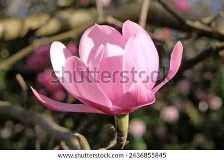 Pink Magnolia campbellii, or Campbell's magnolia in flower. 