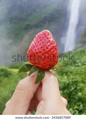 fresh strawberries with a waterfall background