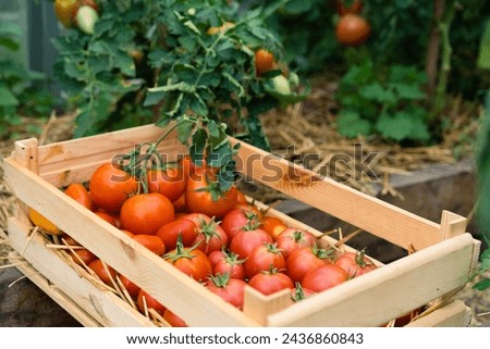 harvest of ripe tomatoes in a wooden box, organic vegetables, local vegetables