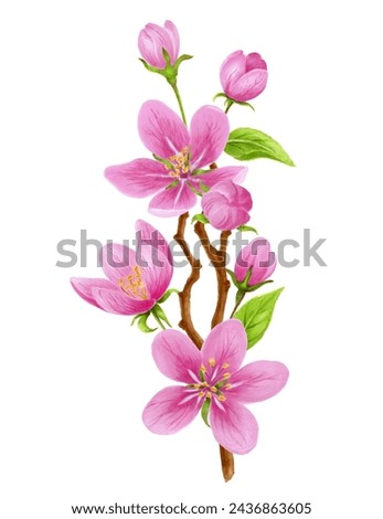 Spring apple tree pink flowers, buds, green leaves isolated on white background. Watercolor clipart for greeting card or invitation.