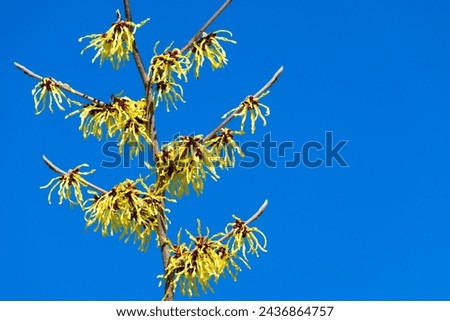 Closeup of yellow winter blooming witch hazel flowers against a blue sky background
 Royalty-Free Stock Photo #2436864757