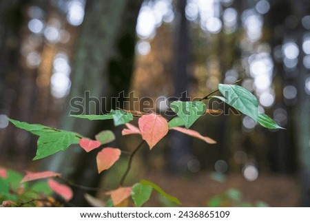 Autumn green, yellow, red leaves in the foreground, beautiful autumn forest, autumn picture, stock photo