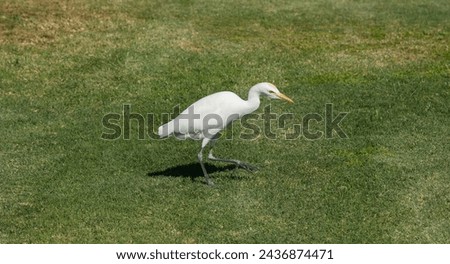 The western cattle egret, (Bubulcus ibis) is a species of heron (family Ardeidae) found in the tropics. Fauna of the Sinai Peninsula. Royalty-Free Stock Photo #2436874471