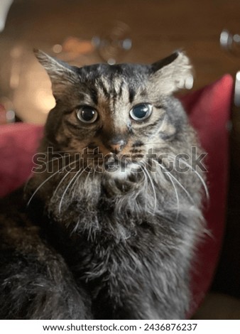 Happy Maine Coon cat sitting indoors with sweet expression or daydreaming in front of the camera