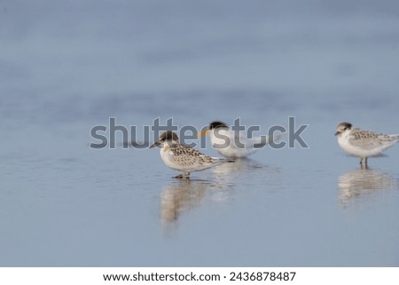 Fairy Terns, two young and one adult in shallow water. Royalty-Free Stock Photo #2436878487
