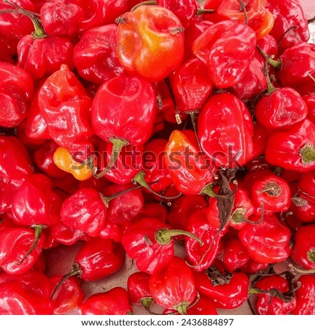 Sapele, Delta State, Nigeria, 23 February 2024: Red Scotch Bonnet Peppers


