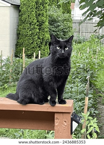 Gorgeous Black Cat Perched on the Deck Outside in the Garden like a Gargoyle, looking regal as can be.