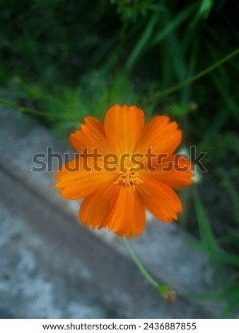 Simple orangr flower in the garden