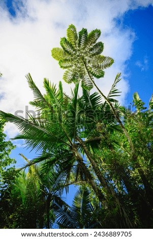 Cyathea or Cyatheales, tall tree ferns with cup-shaped leaves or sori on the underside of the fronds in El Yunque National Forest Tropical Rainforest in Puerto Rico, USA  Royalty-Free Stock Photo #2436889705