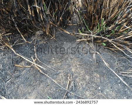 Fire grass with black ground, disaster back pattern, outdoor photography 