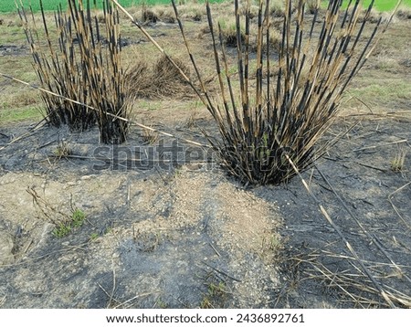 Disaster outdoor photography, bark of plant fired, nature view background 