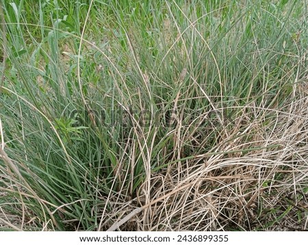 Close up detail of artificial meadow, outdoor photography , nature background 