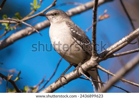 Northern Mockingbird Perched on a Branch in Early Spring.