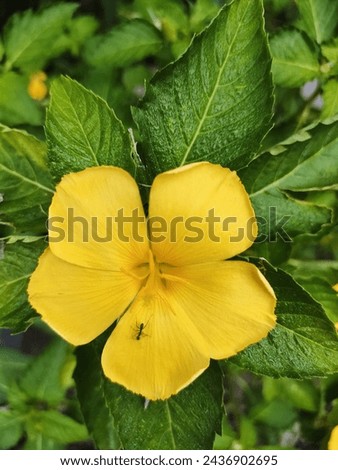 Turnera ulmifolia grow in the garden. This plant look fresh and yellow
