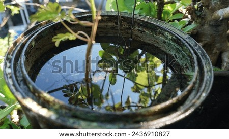 waterlogged plants look fresh and soothing Royalty-Free Stock Photo #2436910827