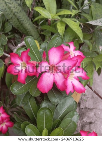 Brugmansia Candida as well Bunga Terompet Pink is one of beautiful flowers with cheap maintenance. When we see it we feel calm and relax. Originally from South America. But also many in Southwest Asia