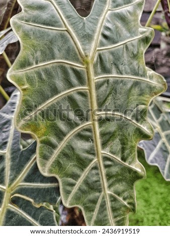 A close up picture of alocasia amazonica 'polly' is a compact house plant from the elephant ear family.

