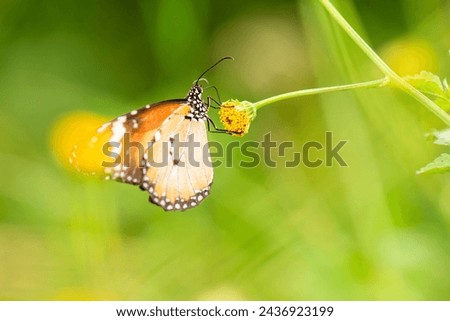 Danaus chrysippus, also known as the plain tiger, African queen, or African monarch perching on a flower. Royalty-Free Stock Photo #2436923199