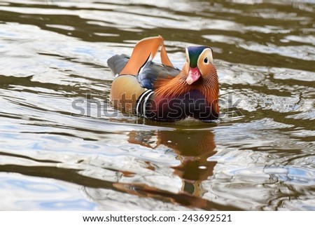 Mandarin duck (Aix galericulata)