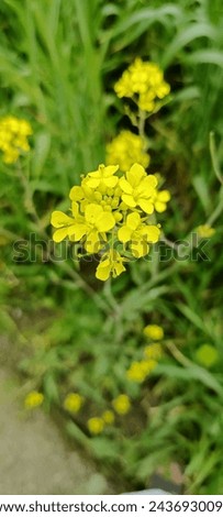 yellow color mustard followers picture in cloudy weather 