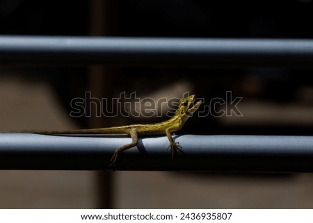 A calotes is perched on a metal, basking in the morning sun in the yard of a house.