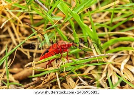 Catacanthus Incarnatus Drury Close-up of small red masked insect Royalty-Free Stock Photo #2436936835