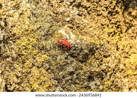 Catacanthus Incarnatus Drury Close-up of small red masked insect Royalty-Free Stock Photo #2436936841
