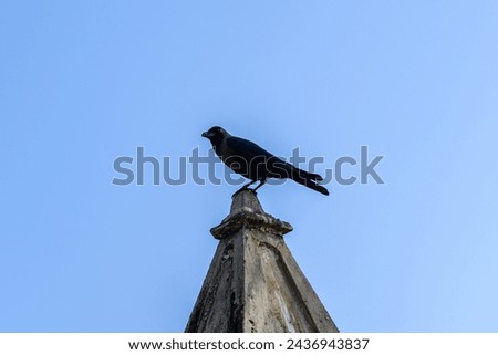 Crow sitting on top of stone tower
