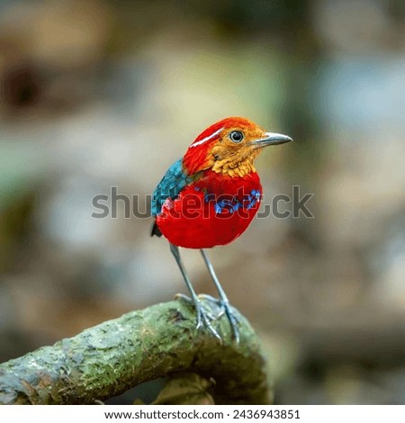 
A colorful bird on a branch