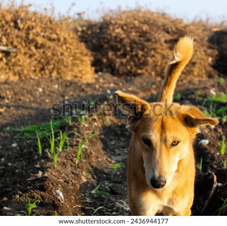 a beautiful picture of dog in farm. generally dogs various species found in India. 