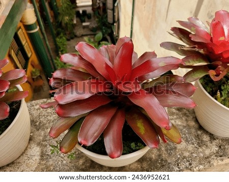 Neoregelia is a genus of epiphytic flowering plants in the family Bromeliaceae, subfamily Bromelioideae. 