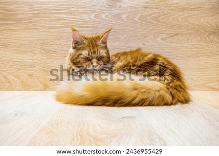 Young red cat of Maine Coon breed sleeping on wooden background. Portrait of beautiful ginger pet with fairy tail. Pets protection, welfare, health care, veterinary concept. Selective focus.