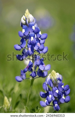 Texas Bluebonnet (Lupinus texensis) flowers blooming in springtime. Closeup. Royalty-Free Stock Photo #2436960313