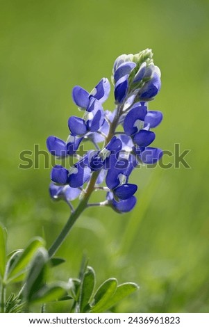 Texas Bluebonnet (Lupinus texensis) flower blooming in springtime. Closeup.  Royalty-Free Stock Photo #2436961823