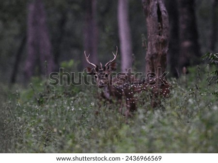 chital or cheetal also known as the spotted deer, chital deer and axis deer, Spotted deer male at Marayoor, Kerala