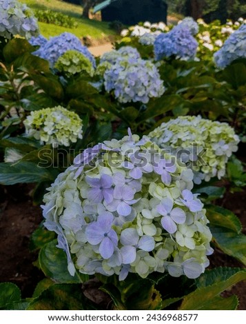 This picture shows bunch of hydrangea flowers .
this image was taken on 11.09.2022 in Haggala botanical garden in sri lanka .