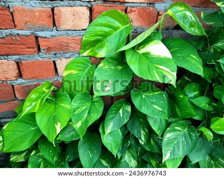Heart shaped green variegated leaves money plant .very famous plant in india .