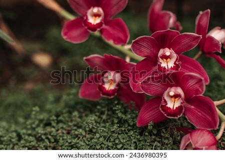 Wild pink bright orchids growing in nature, natural floral spring summer background