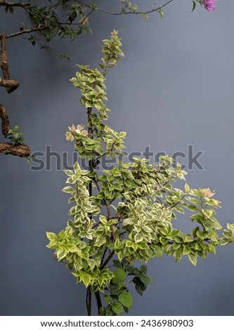 flower trees against a gray wall background