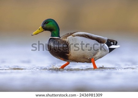 Male Mallard (Anas platyrhynchos) walking in shallow water of wetland in the Netherlands. This dabbling duck is a stationary species in much of Europe. Wildlife scene of European nature. Royalty-Free Stock Photo #2436981309