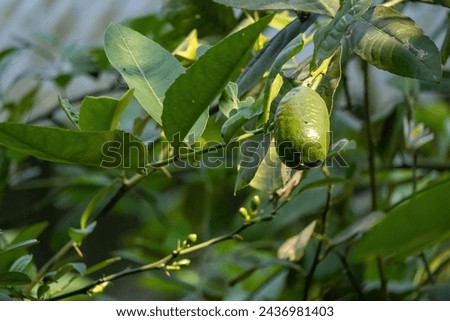 Fresh green lemon hanging in a lemon tree in the garden. It is also known as Nimboo, Lebu, Nimbu, Limbura, Nim bura, citrus fruit, citrus limon, Nemu, Champra, Neembu, Elumicchai. Royalty-Free Stock Photo #2436981403