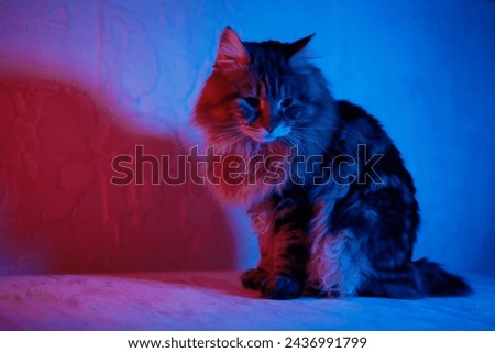 Portrait of fluffy cat Kurilian bobtail with long hair in neon light. Cool animal concept. Studio footage background with neon color light bokeh and bright