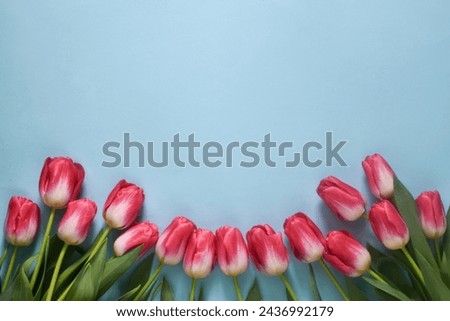 Pink tulips on blue background, top view. Mother's day. Valentine's day. Birthday. Women's day. Flower wedding card, invitation, banner. Mockup of greeting card 
