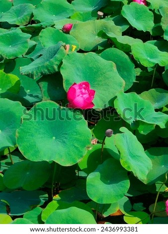 Stunning close-up of Nelumbo nucifera floating leaves, flower half blooming bud ultra hd hi-res jpg stock image photo picture selective focus vertical background top or aerial ankle view with shadows
