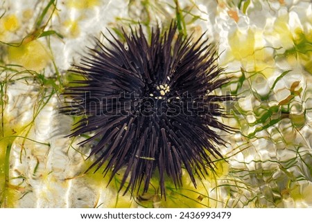 Echinoidea sea urchins, a group of marine animals belonging to the type of echinoderms Echinodermata, characterized by a spherical shape, .Zanzibar near the town of Jambiani Royalty-Free Stock Photo #2436993479