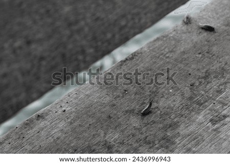 Silverfish insect on wooden plank in the boat dock