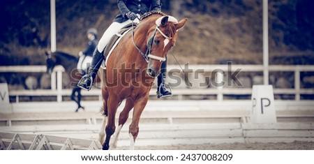 Equestrian sport. Portrait sports stallion in the bridle.The legs of the rider in the stirrup, riding on a red horse. Dressage of horses in the arena. Horseback riding. Royalty-Free Stock Photo #2437008209