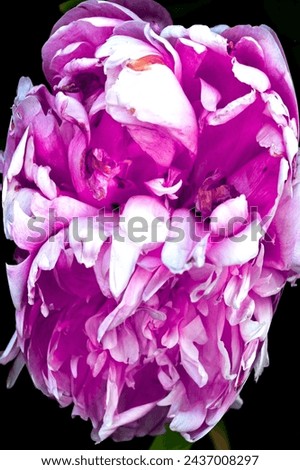 DIGITAL DISTORTED PINK PEONY  FLORAL ART isolated ON DARK BACKGROUND 