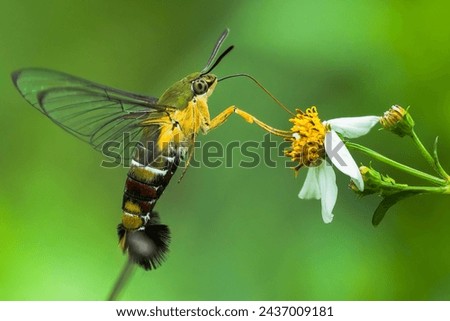 The hummingbird hawk-moth is a species of hawk moth found across temperate regions of Eurasia.